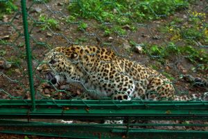 Leopard Breeding Centre 